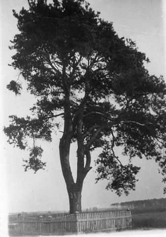 Tzw. Chojak (sosna rosnąca niegdyś przy drodze do Budzowa) stan sprzed 1935 r.